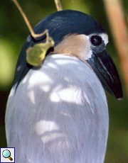 Kahnschnabel (Boat-billed Heron, Cochlearius cochlearius), Altvogel