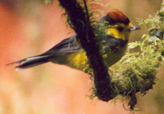 Halsband-Waldsänger (Collared Redstart, Myioborus torquatus)