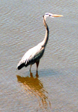 Kanadareiher (Great Blue Heron, Ardea herodias)