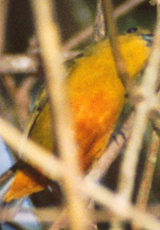Weiblicher Stirnfleckenorganist (Spot-crowned Euphonia, Euphonia imitans)