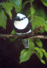 Weißhals-Faulvogel (White-necked Puffbird, Notharchus macrorhynchos)