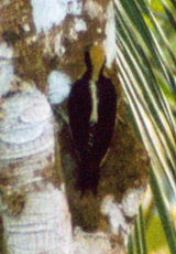 Buntkopfspecht (Golden-naped Woodpecker, Melanerpes chrysauchen)