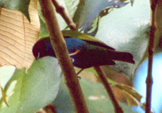 Rötelkopftangare oder Grüntangare (Bay-headed Tanager, Tangara gyrola)