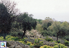 Frühling auf Cres