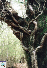 Alter Baum im Tramuntana-Wald