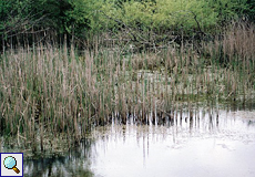 Röhrichtbewuchs in einem Teich auf Cres