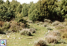 Schafweide mit Thymian