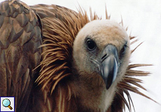 Gänsegeier Bonk im Porträt
