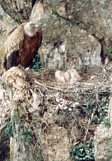 Gänsegeier am Horst mit Jungtier, © Anke Dornbach