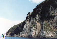 In den steilen Felsen von Cres brüten Gänsegeier
