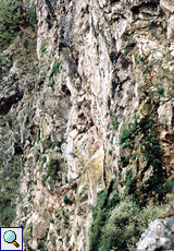 Gut getarnter Geierhorst in einer Felswand