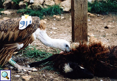 Geier Nadiza am Kadaver