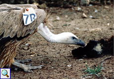 Geier Bonk frisst ein Auge