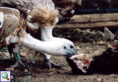 Gemeinsames Fressen an Kiefer und Hals