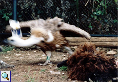 Nadiza verteidigt energisch den Kadaver