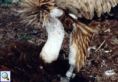 Bonk frisst die Innereien