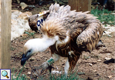 Nadiza sucht nach Fleischresten