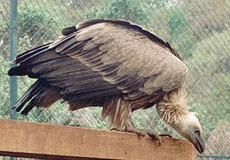 Das Gänsegeierweibchen Pepina, Foto © Dieter Dornbach