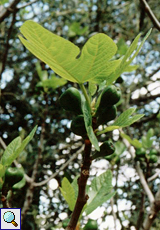 Feigenbaum (Common Fig, Ficus carica)