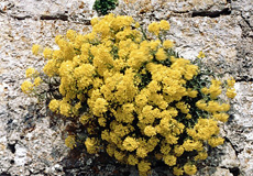 Felsen-Steinkraut (Golden or Yellow Alyssum, Aurinia saxatilis)