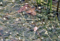 Haarblättriger Wasserhahnenfuß (Thread-leaved Water-crowfoot, Ranunculus trichophyllus)