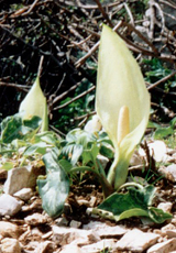 Italienische Aronstab (Arum of Italy, Arum italicum)