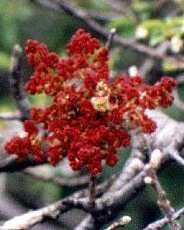 Terpentin-Pistazie oder Terebinthe (Turpentine Tree or Terebinth, Pistacia terebinthus)