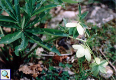 Vielblütige Nieswurz (Helleborn, Helleborus multifidus istriacus)