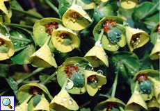 Wulfens Wolfsmilch (Spurge, Euphorbia characias wulfenii)