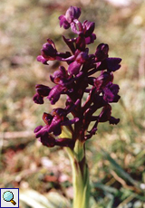 Salep-Knabenkraut (Green-winged Orchid, Anacamptis morio)