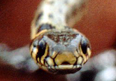 Ringelnatter (European Grass Snake, Natrix natrix)