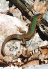 Adriatische Mauereidechse (Dalmatian Wall Lizard, Podarcis melisellensis)