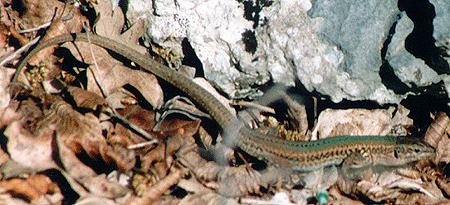 Adriatische Mauereidechse (Dalmatian Wall Lizard, Podarcis melisellensis)