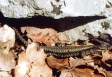 Mauereidechse (Wall Lizard, Podarcis muralis)