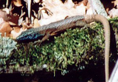 Pracht-Kieleidechse (Keeled Lizard, Algyroides nigropunctatus)