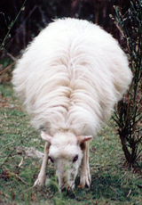 Ein Schaf auf Cres