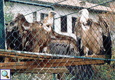 Das einstige Rehabilitationsgehege des Umweltzentrums