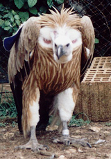 Gänsegeier Bonk im einstige Rehabilitationsgehege