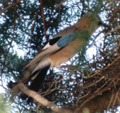 Eichelhäher (Eurasian Jay, Garrulus glandarius)