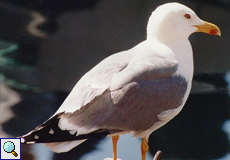 Mittelmeermöwe (Yellow-legged Gull, Larus michahellis)