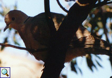 Türkentaube (Collared Dove, Streptopelia decaocto)