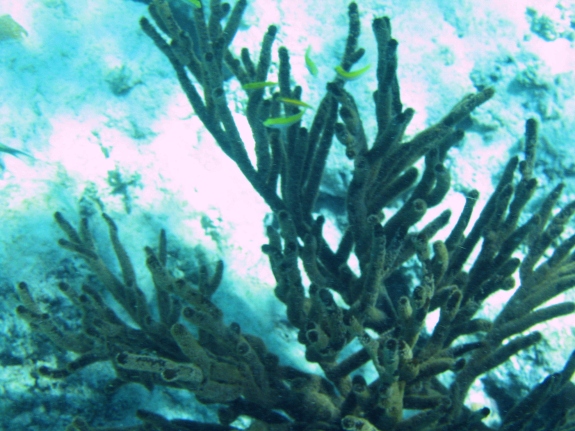 Unter Wasser vor Cura&ccedil;ao