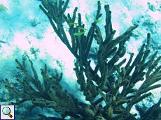 Unter Wasser vor Cura&ccedil;ao