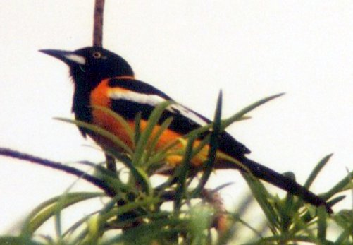 Baltimoretrupial