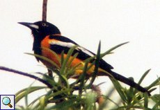 Baltimoretrupial