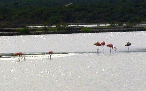 Rote Flamingos