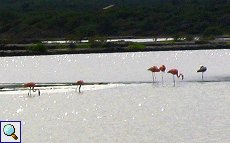 Rote Flamingos