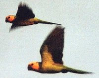 St.-Thomas-Sittiche im Flug