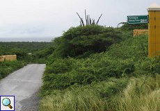 Grüne Landschaft auf Curaçao