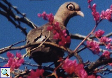 Nacktaugentaube (Bare-eyed Pigeon, Patagioenas corensis)